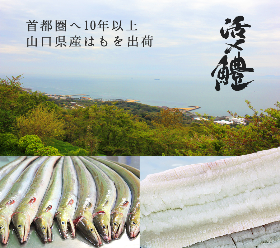 首都圏へ10年以上 山口県産はもを出荷